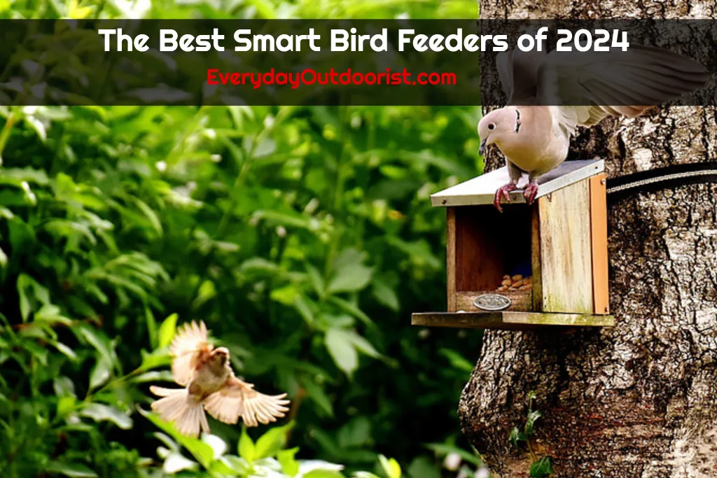 The Best Bird Feeder Cameras of 2024